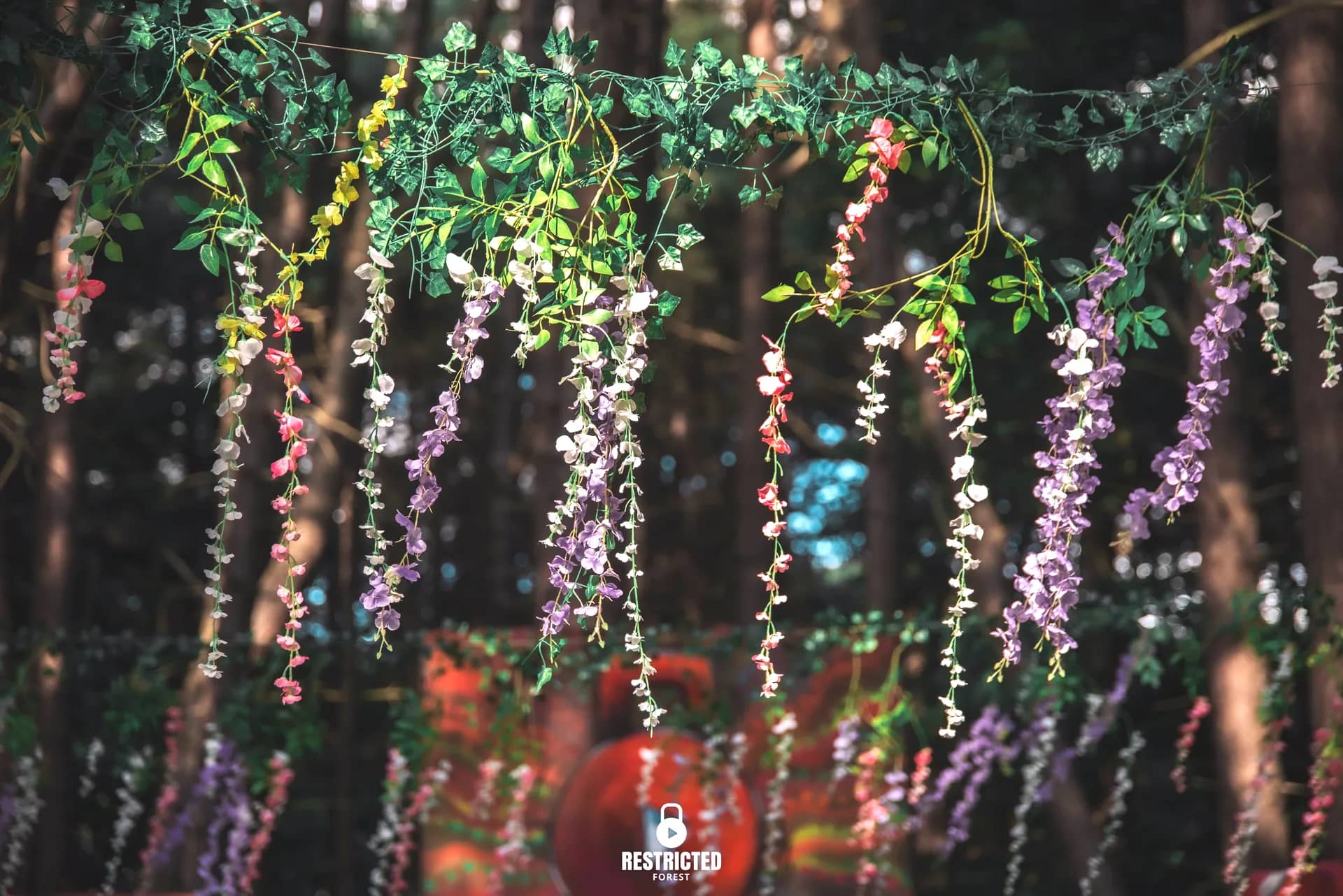 Wisteria and hanging flowers strung through the pines over the Secret Garden. Source frame RestrictedForest2026-1525.